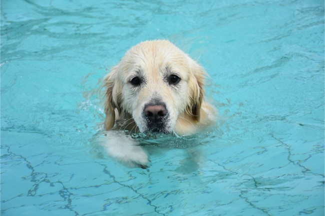 Hundeschwimmen